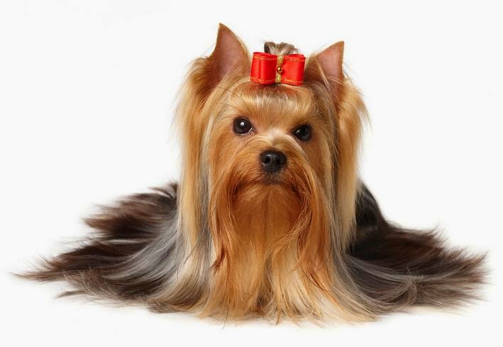 Tipos de Yorkshire Biewer: Terrier, Mini, Preço e Fotos