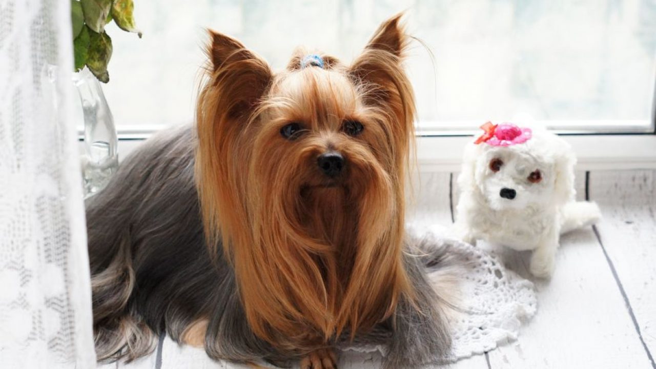 Comportamento do Yorkshire, Hábitos e Modo de Vida da Raça