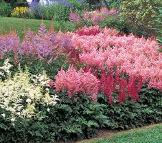 Astilbe Flor Rosa: Características, Nome Cientifico e Fotos