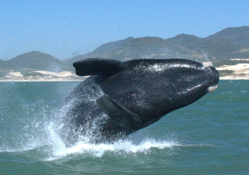 Baleia Franca na Região Sul do Brasil: Imagens e Localização