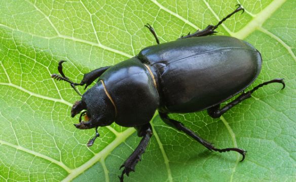 Tudo Sobre o Besouro: Características, Nome Cientifico e Fotos 