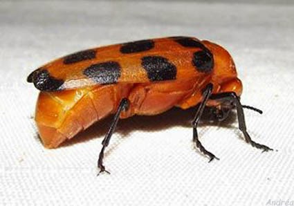 Besouro Arrebenta-Bois ou Vaca Loura: Características e Fotos