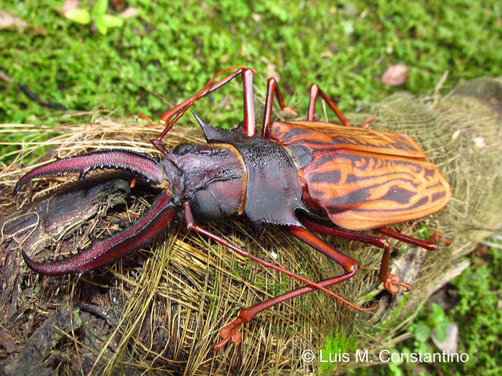 Besouro Macrodontia Cervicornis: Características e Fotos