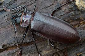 Besouro Titanus Giganteus: Características, Nome Cientifico e Fotos