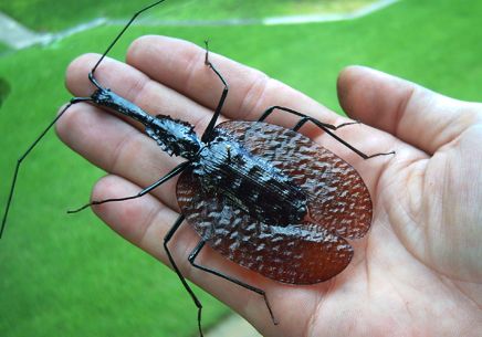 Besouro Violino: Características, Nome Científico e Fotos