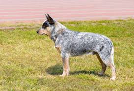 Raças de Cães de Guarda de Porte Médio