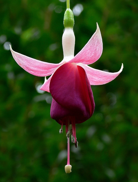 Como Cuidar Da Brinco De Princesa: Cultivar, Fazer Mudas E Regar