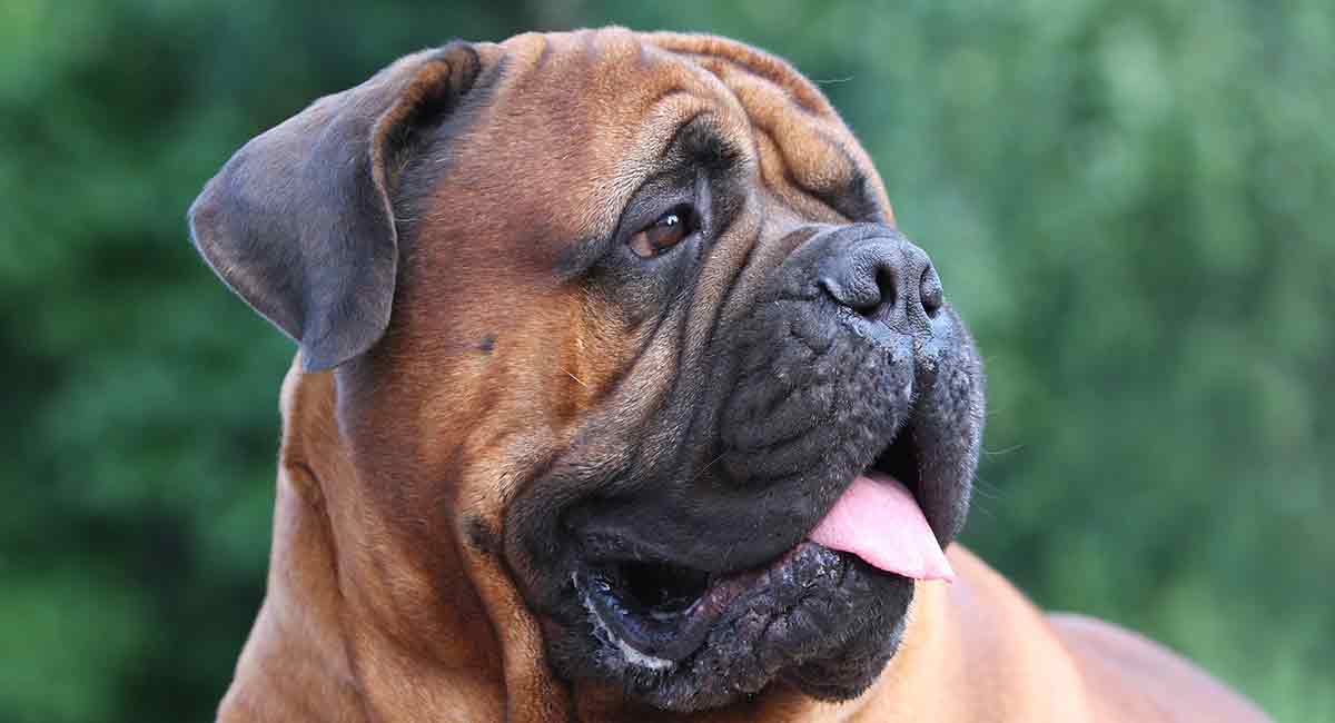 Diferenças Entre o Mastim Napolitano e o Bullmastiff