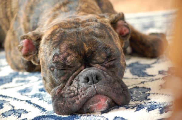 Cachorro Com Cheiro De Carniça: Qual a Causa? Como Resolver?