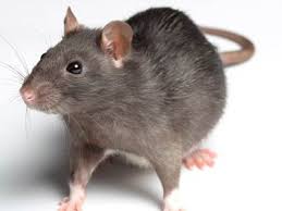 Para que Serve um Rato? Qual é a Sua Função na Natureza?