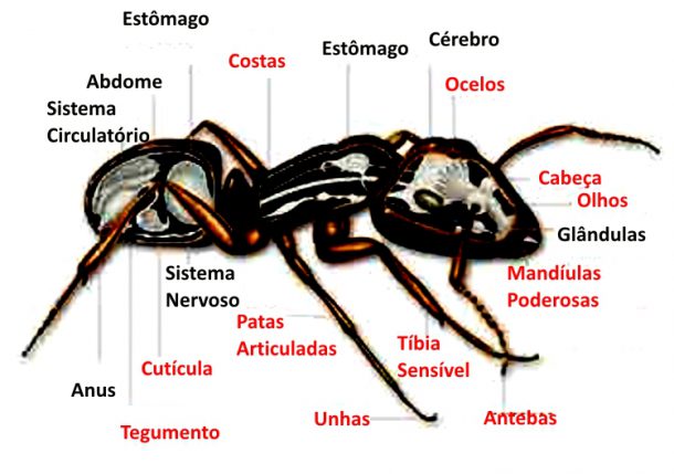 Ficha Técnica da Formiga: Peso, Altura, Tamanho e Imagens