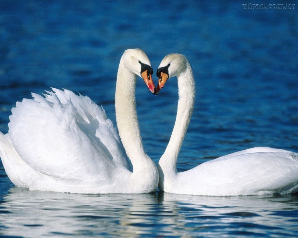 Alimentação do Cisne: O Que Eles Comem?