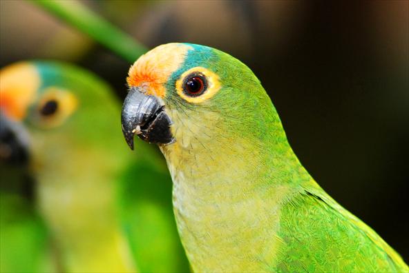 Periquito Jandaia. Habitat: Onde Eles Vivem?