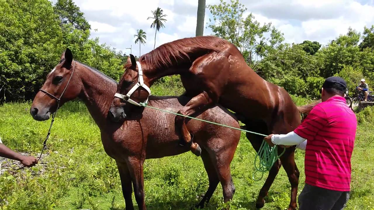 Quantas Éguas um Cavalo Pode Cobrir Por Dia? Manejo Reprodutivo
