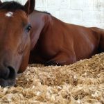 Cavalo Descansando