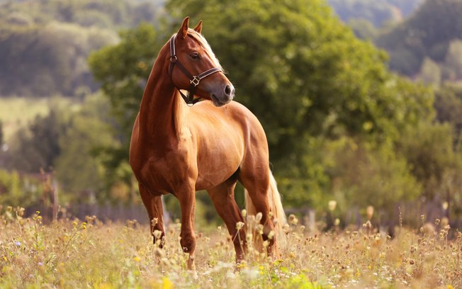 Cavalos Selvagens Ainda Existem? Tem No Brasil?