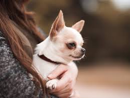 Tabela Peso Chihuahua Para Acompanhar O Crescimento do Cão