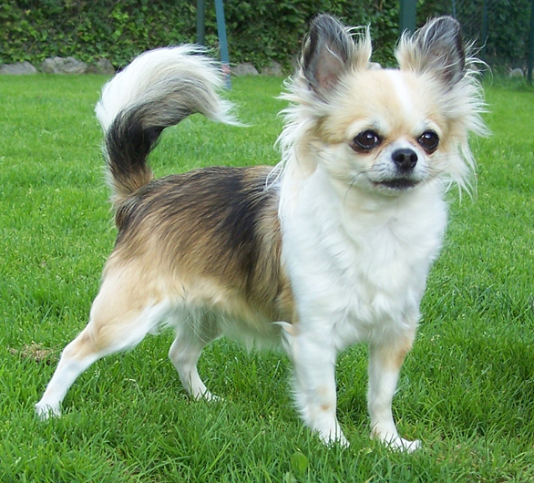 Chihuahua Cores Raras – Quais São? Onde Encontrar?