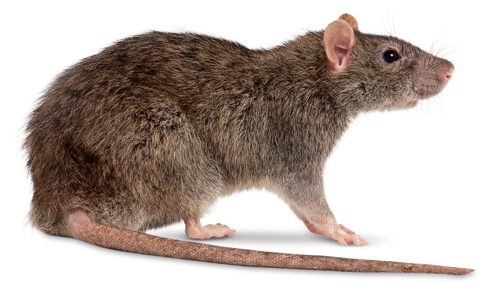Ciclo de Vida do Rato: Quantos Anos Eles Vivem?
