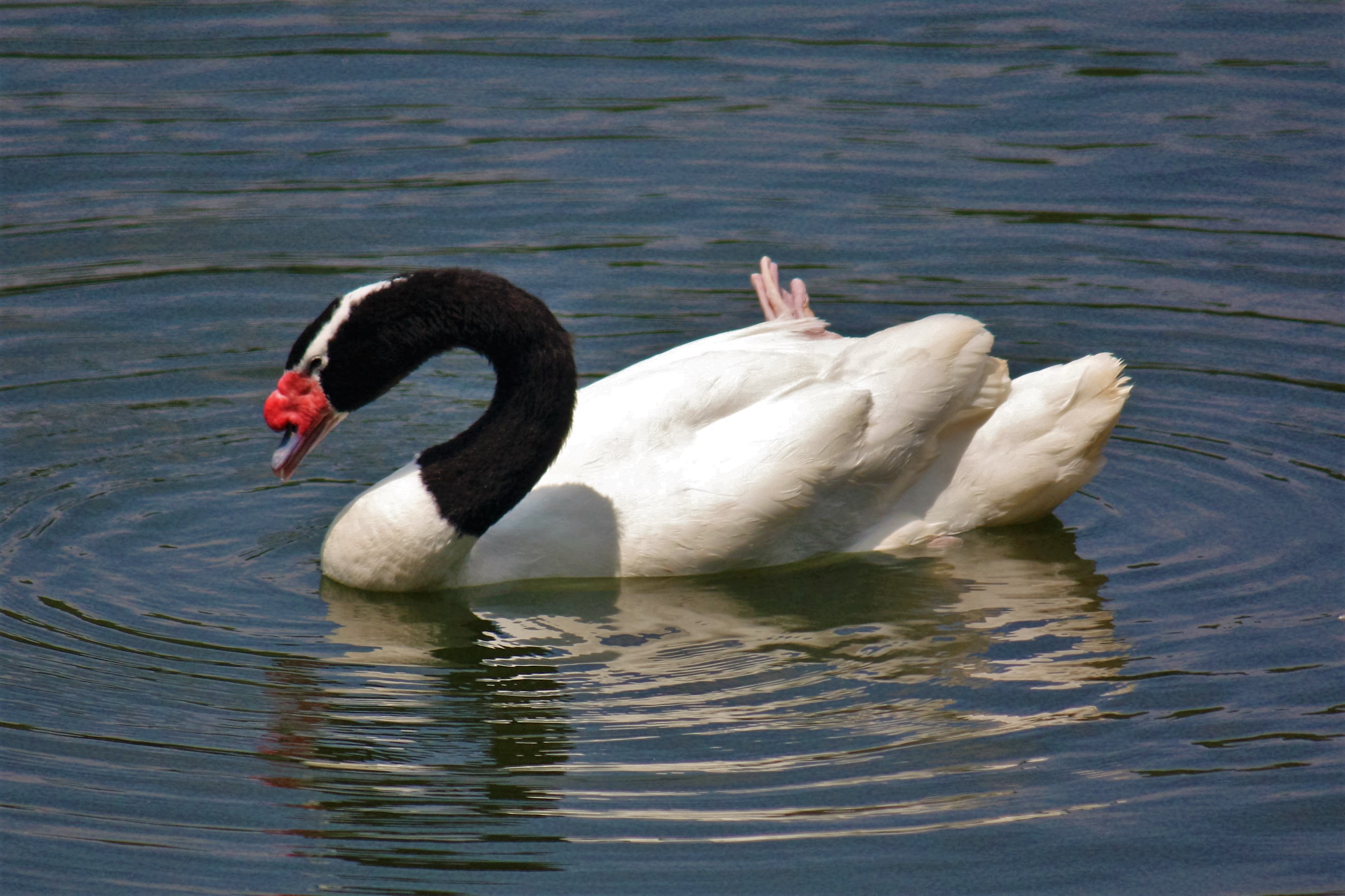 Ficha Técnica do Cisne: Peso, Altura, Tamanho e Imagens