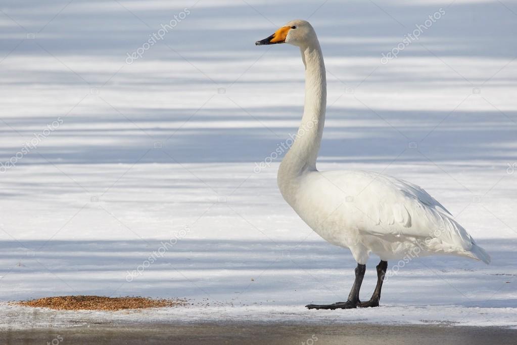 Cisne Bravo: Características, Nome Científico e Fotos