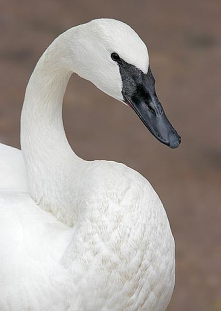 Cisne Trombeteiro: Características, Nome Científico e Fotos