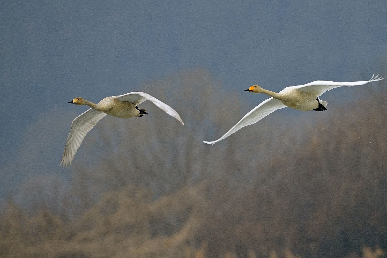 Cisne Voa? Qual Altura Ele Alcança?