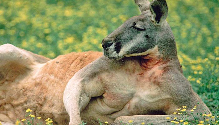 Como os Cangurus Dormem? Como Eles Fazem Para Descansar?