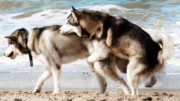 Cachorro Filhote Pode Cruzar Com a Mãe? É Recomendável?