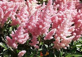 Lista de Tipos de Astilbe: Espécies e Cores Com Nomes