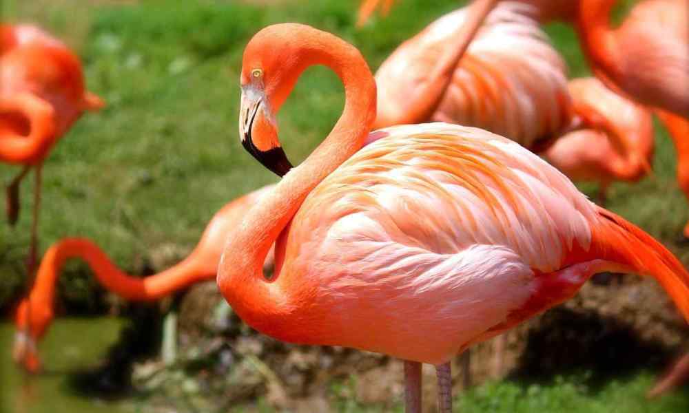 Habitat do Flamingo: Onde Eles Vivem?