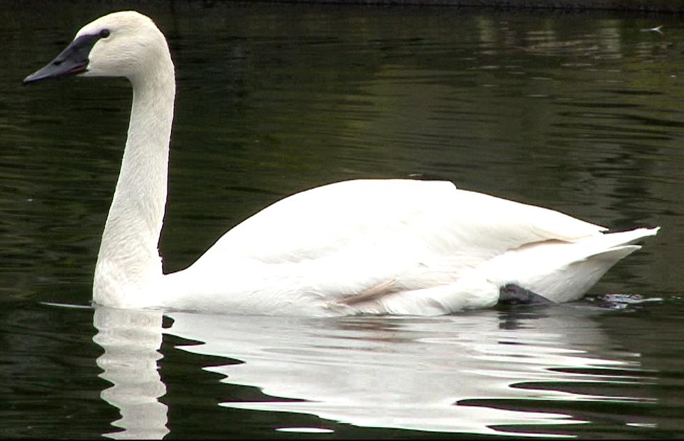 Reprodução do Cisne: Filhotes e Período de Gestação 