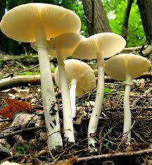 Quais os Tipos de Cogumelos Venenosos? Fungos são Venenosos?