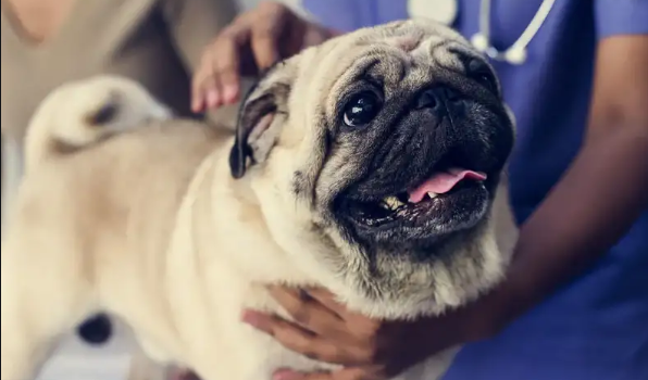 Principais Problemas do Pug, Doenças Mais Comuns e Como Resolver