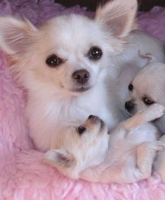 Quantos Filhotes um Chihuahua Pode Ter? Qual a Media?