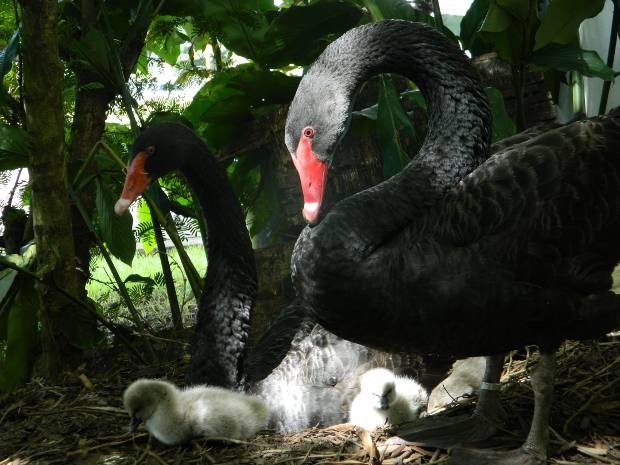 Cisne Negro: Características, Nome Científico e Fotos