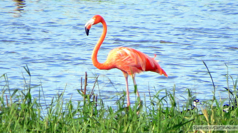 Ciclo De Vida Do Flamingo: Quantos Anos Eles Vivem?