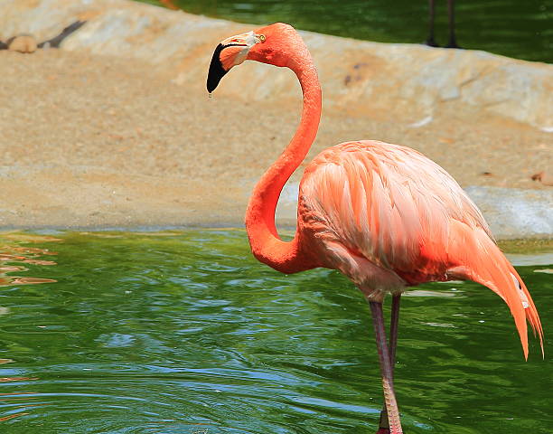 Flamingo Americano: Características, Nome Cientifico e Fotos