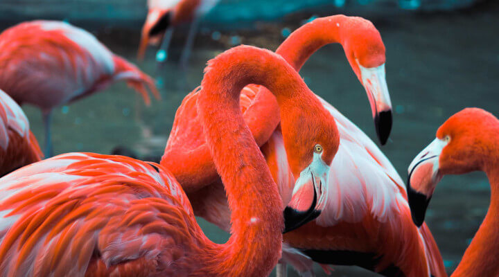 Flamingo: Curiosidades e Fatos Interessantes Sobre o Animal