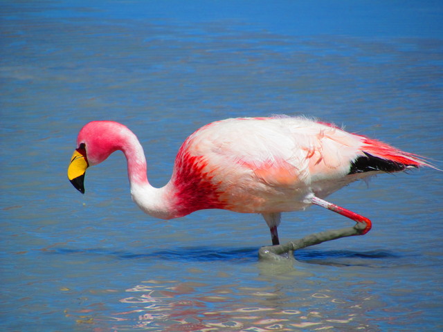 Flamingo Andino: Características, Nome Científico e Fotos