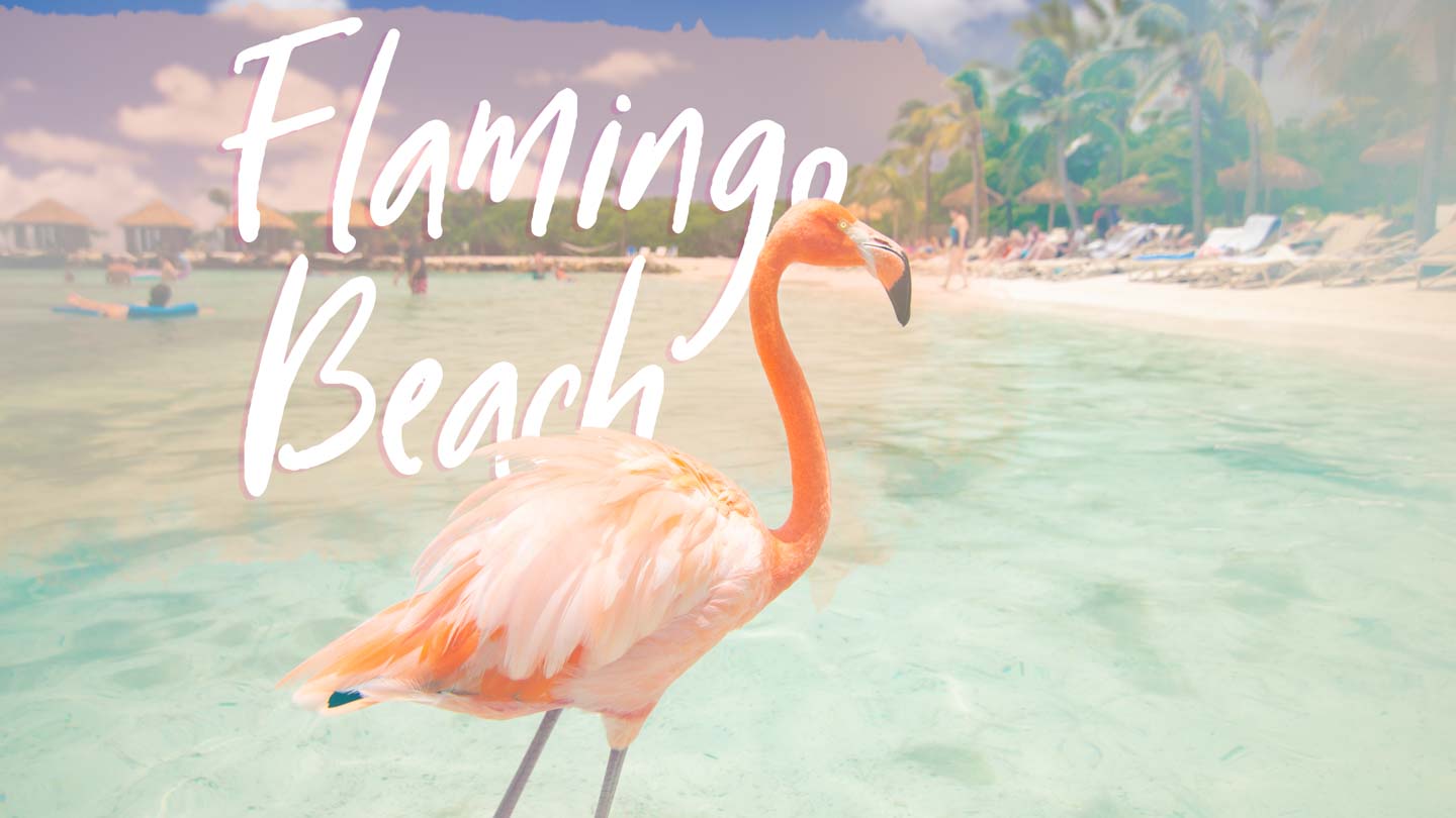 Onde fica Aruba Praia dos Flamingos?