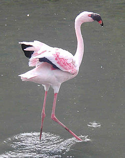 Flamingo Pequeno: Características, Nome Cientifico e Fotos