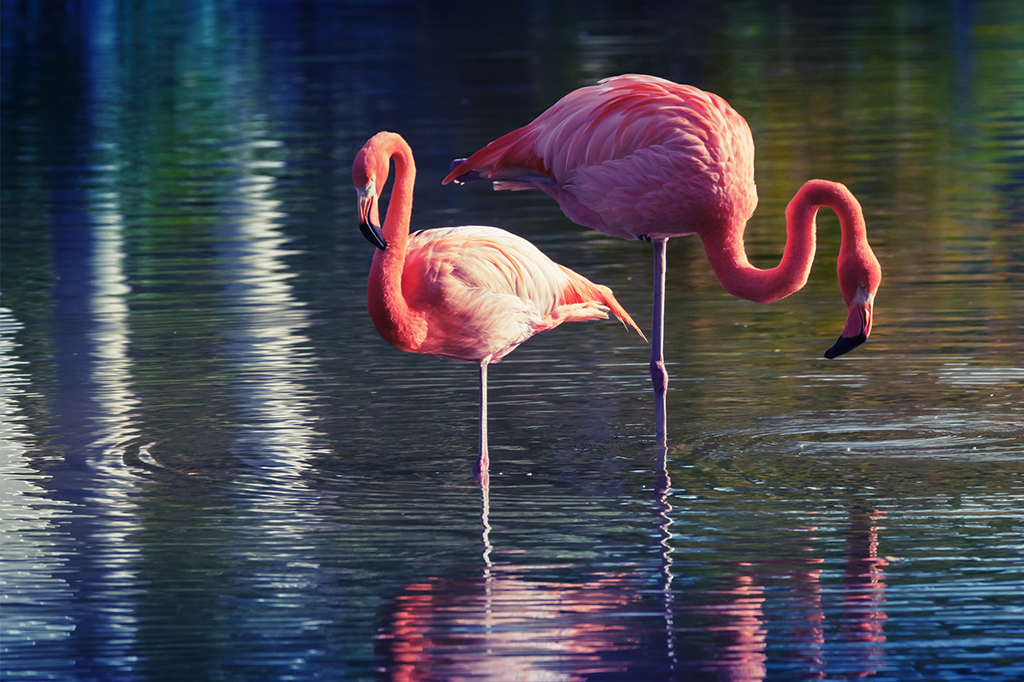 Por Que é que os Flamingos se Apoiam em uma Perna?