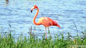 Qual é a Cor Flamingo? Por Que Eles São Cor De Rosa?