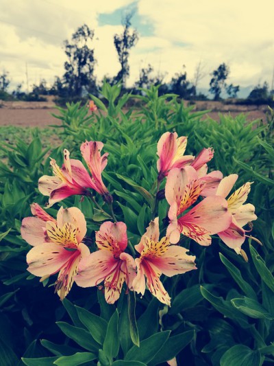 Flor Alstroeméria: Pomo plantar, Cultivar, Fazer Mudas e Cuidados