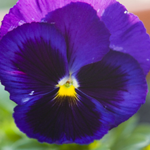 Tudo Sobre a Flor Amor-Perfeito: Características e Nome Cientifico