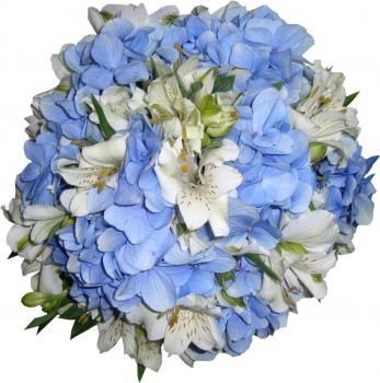 Flor Astromelia Azul Natural: Características, Nome Científico e Fotos