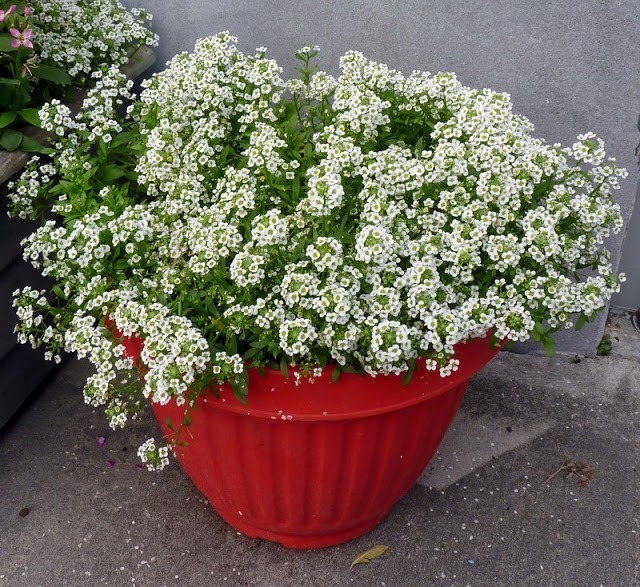 Como Plantar Flor de Mel em Vaso e Cultivar em Apartamento