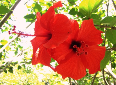 Flor de Mel Vermelha: Características, Nome Científico e Fotos