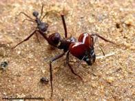 Formiga-Cabaça: Características, Nome Científico, Fotos e Tamanho